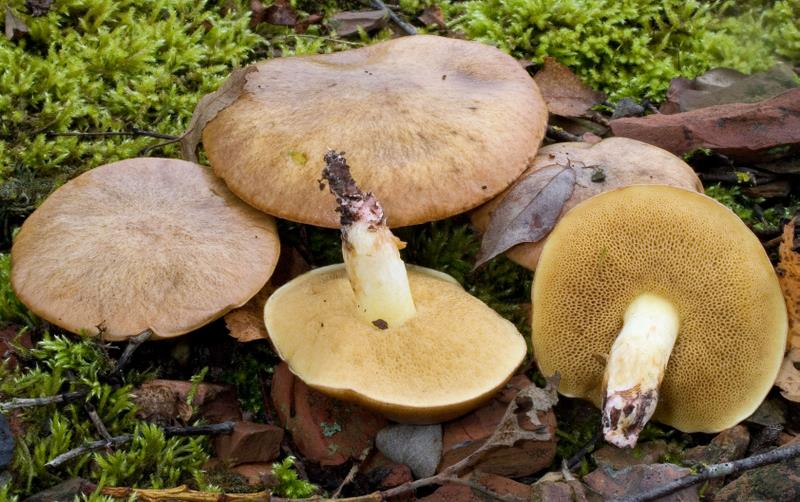 Suillus collinitus